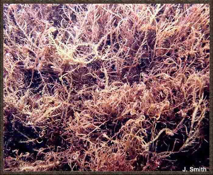 Hypnea on sale
